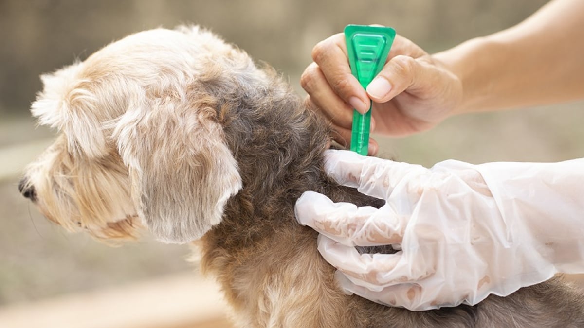 Tête de Chien Herbe à faire Pousser