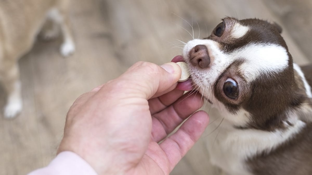 Illustration : "Les traitements naturels contre les vers du chien"