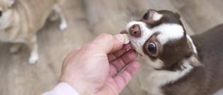 Illustration : "Les traitements naturels contre les vers du chien"