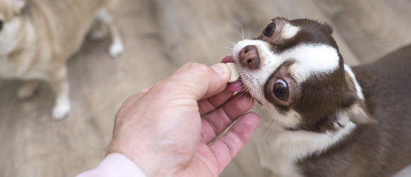 Illustration : "Les traitements naturels contre les vers du chien"