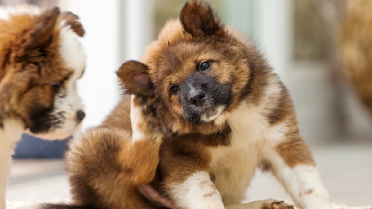 Quels répulsifs naturels contre les chiens ?