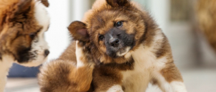 Illustration : "Comment repousser les tiques du chien ?"