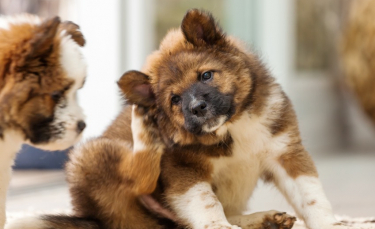Illustration : "Comment repousser les tiques du chien ?"