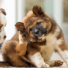Illustration : Comment repousser les tiques du chien ?