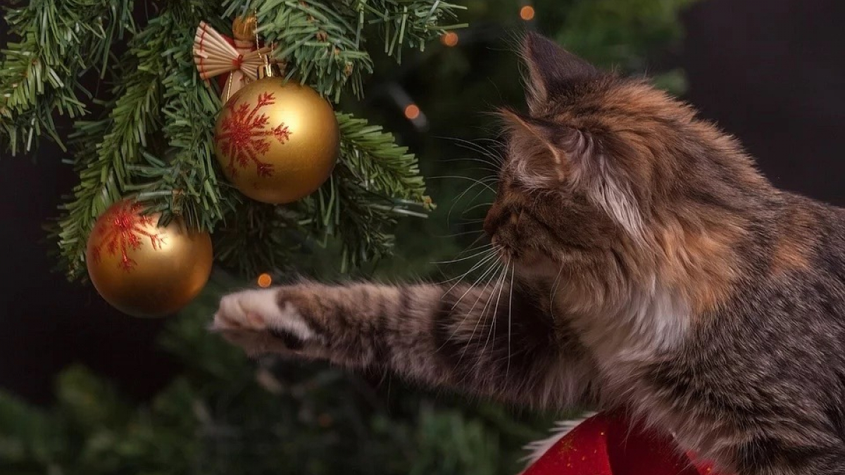 Illustration : "Fêtes de fin d’année : ces plantes ornementales dangereuses pour vos chats"