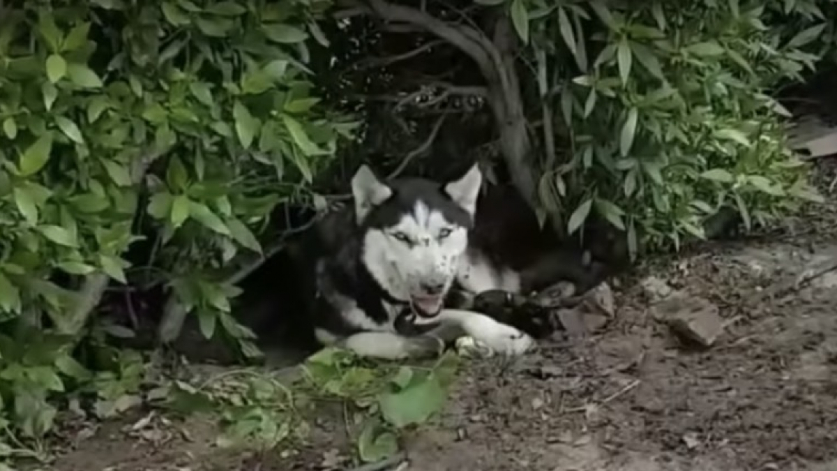 Illustration : "Sauvetage d’un husky sibérien et ses petits abandonnés, ils étaient infestés par les mouches ! "