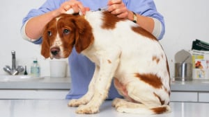 Illustration : Vers une explosion des tarifs vétérinaires ? Une étude vous propose de prévenir plutôt que de guérir !