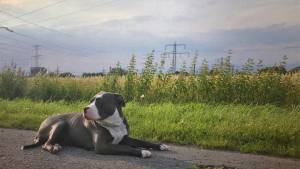 Illustration : Connaissez-vous l’American Bully, la nouvelle coqueluche des Français ?