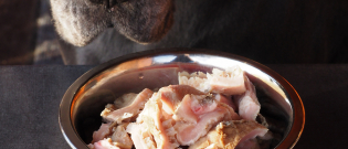 Illustration : "Comment nourrir son chien au Raw Feeding ?"
