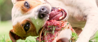 Illustration : "Les avantages et inconvénients du Raw Feeding"