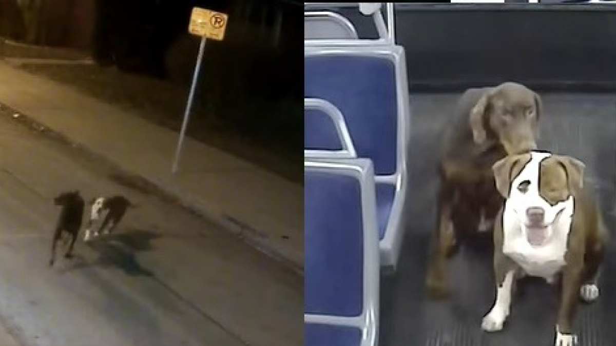 Illustration : "Une conductrice de bus fait monter 2 chiens perdus pour les aider à retrouver leur famille"