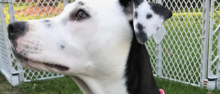 Illustration : "12 photos de chiens et de chats prouvant que Dame Nature saura toujours nous surprendre"