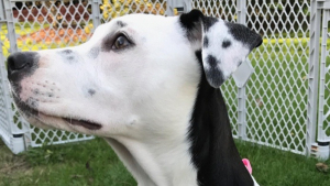 Illustration : 12 photos de chiens et de chats prouvant que Dame Nature saura toujours nous surprendre
