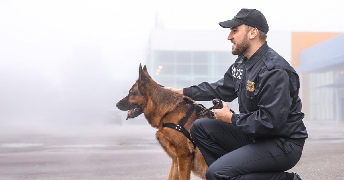 Devenir maître chien : le métier, les qualités requises et les