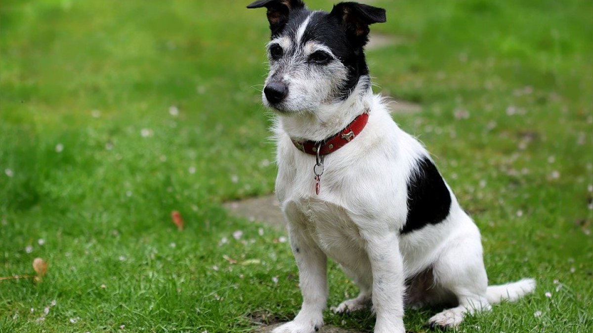 Illustration : "Un jack russel devient un héros en sauvant toute sa famille d'un incendie"