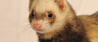Illustration : "« L’engouement incroyable » pour le furet, 3e animal de compagnie en France"
