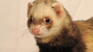 Illustration : "« L’engouement incroyable » pour le furet, 3e animal de compagnie en France"