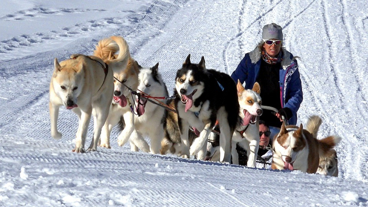 Illustration : "Le sort des chiens Huskies, exploités par le tourisme en Laponie, inquiète"