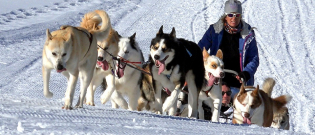 Illustration : "Le sort des chiens Huskies, exploités par le tourisme en Laponie, inquiète"
