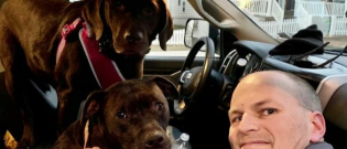 Illustration : "Sauvetage de 2 chiens en fuite depuis plus d’une semaine après un accident de la route"