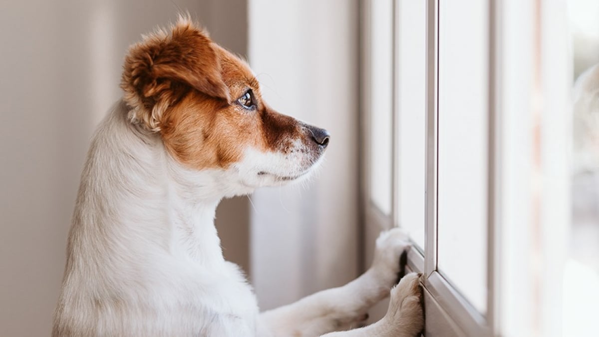 Illustration : "L'hyperattachement chez le chien"