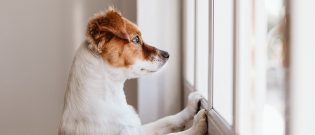 Illustration : "L'hyperattachement chez le chien"