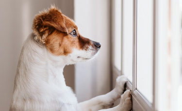 Illustration : "L'hyperattachement chez le chien"