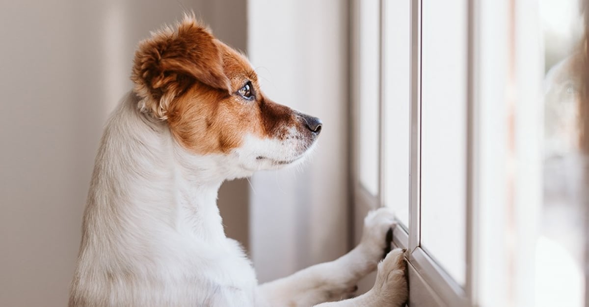 L hyperattachement chez le chien  sympt mes cons quences 