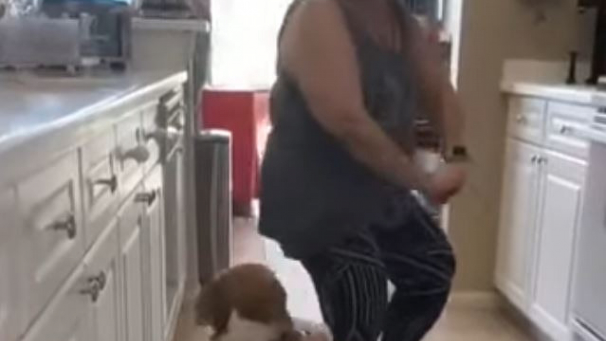 Illustration : "(Vidéo) Elle surprend son chien en train de danser le reggaeton avec sa mère !"