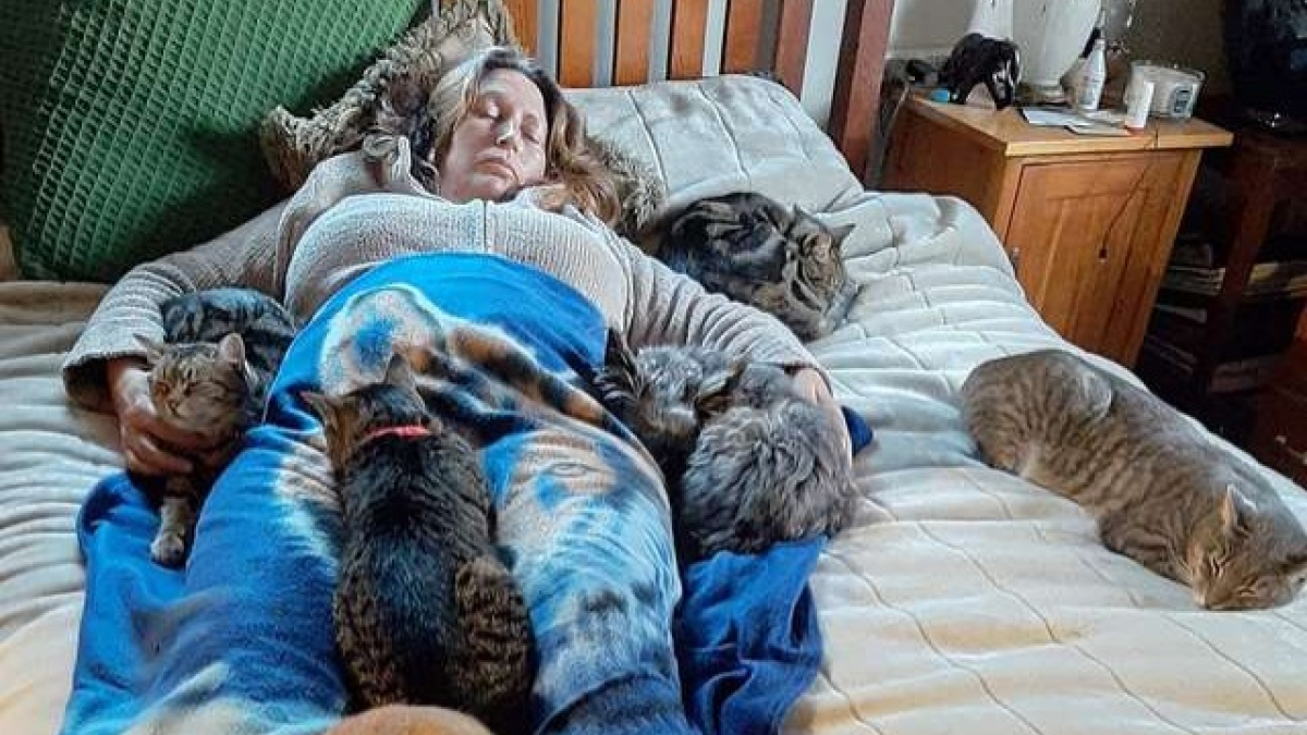 Illustration : "Pour l’aider à se remettre de son opération, ces chats se sont tous regroupés autour de leur maîtresse alitée"