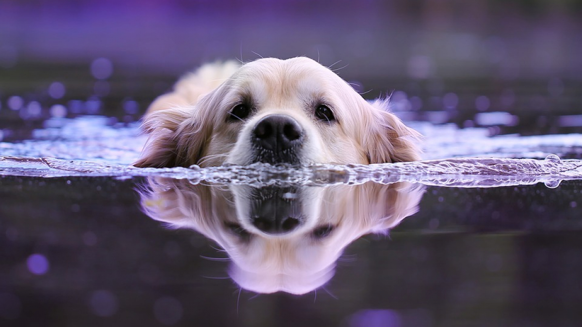 Illustration : "Un pratiquant d’aviron tarnais sauve un chiot de la noyade en plein milieu d'une rivière ! "