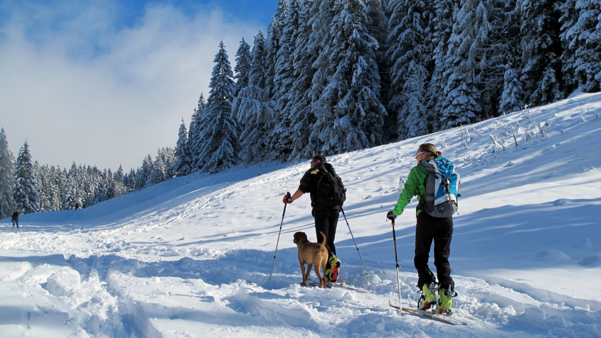 Illustration : "Voyager avec son chien à la montagne en hiver"