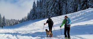 Illustration : "Voyager avec son chien à la montagne en hiver"