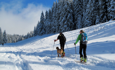 Illustration : "Voyager avec son chien à la montagne en hiver"