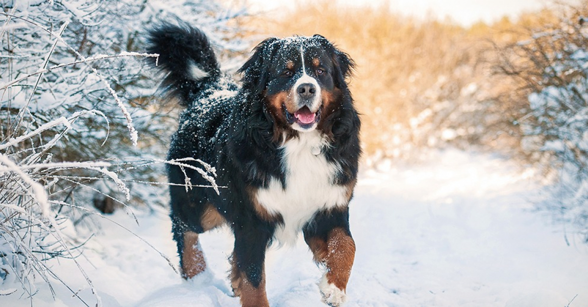 Красивые собаки зимой. Собаки которые могут жить на улице зимой. Дворняга зимой на улице. Агунда ричана крис золотистый ретривер. Лабрадор ретривер зима.