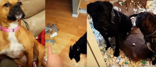 Illustration : "Ces chiens ont fait des bêtises qu’ils ont tout l’air de regretter (vidéo)"
