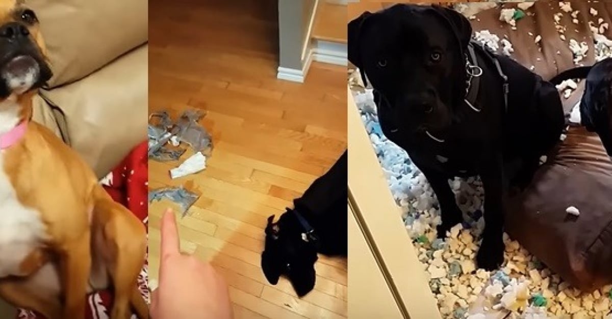 Ces Chiens Ont Fait Des Betises Qu Ils Ont Tout L Air De Regretter Video