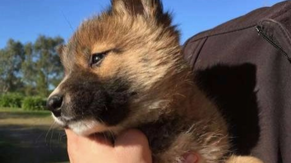 Illustration : "Elle pensait avoir sauvé un jeune chien ou renard, mais l’animal appartient à une autre espèce"