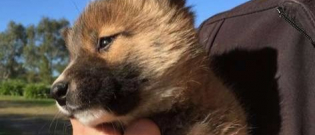 Illustration : "Elle pensait avoir sauvé un jeune chien ou renard, mais l’animal appartient à une autre espèce"
