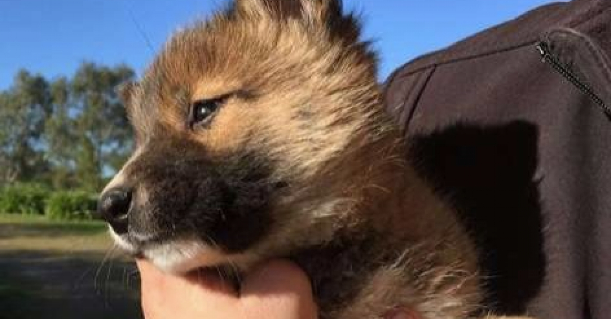 Elle Pensait Avoir Sauvé Un Jeune Chien Ou Renard Mais L