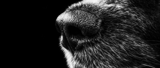 Illustration : "Un chien mord une factrice alors qu’elle livrait un colis"