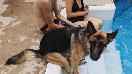 Illustration : 15 chiens, chats et autres compagnons qui nous ressemblent de plus en plus