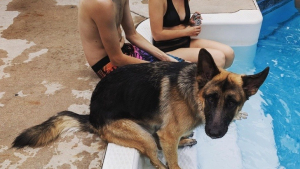 Illustration : 15 chiens, chats et autres compagnons qui nous ressemblent de plus en plus
