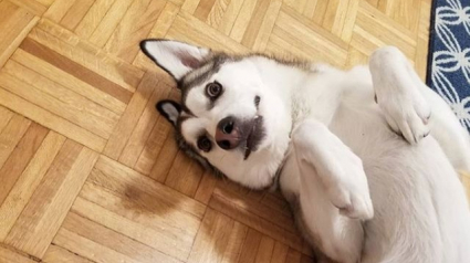 Illustration : 13 chiens qui sont les plus adorables des chiens étranges ! 