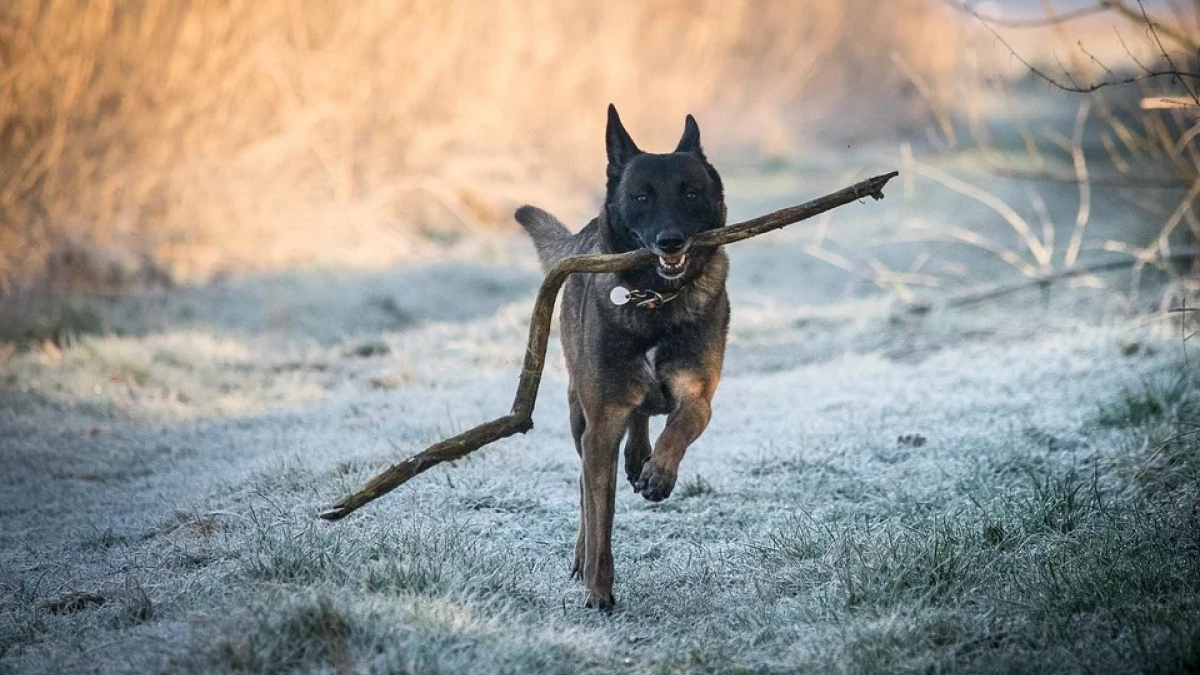 Illustration : "Une femme décède dans un parc de dressage attaquée par son chien "