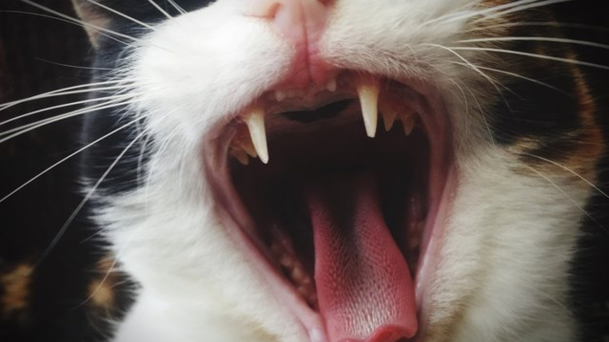 Illustration : "5 choses à savoir sur les dents de votre chat"