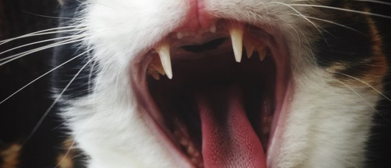 5 Choses A Savoir Sur Les Dents De Votre Chat