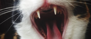 Illustration : "5 choses à savoir sur les dents de votre chat"