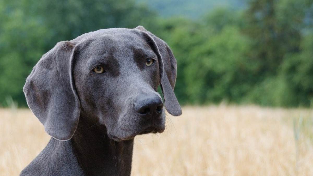 Illustration : "Un chien de chasse reste coincé 24 heures dans une faille avant d'être sauvé par les pompiers ! "