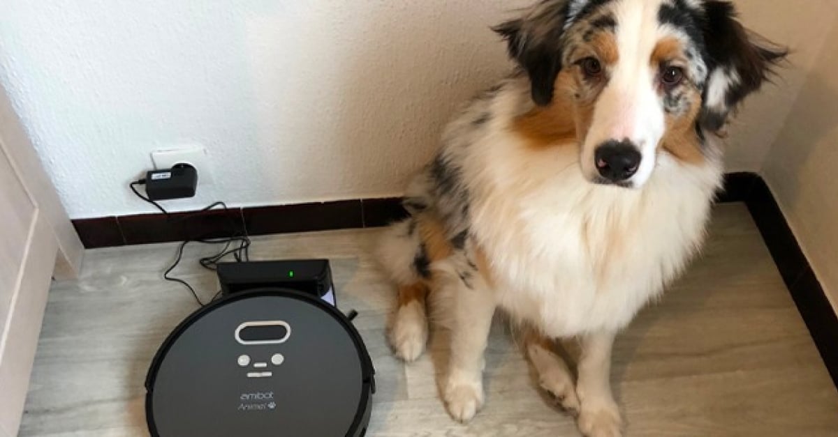 Woopets a testé le robot aspirateur Amibot Animal Premium Woopets a testé le robot aspirateur Amibot Animal Premium